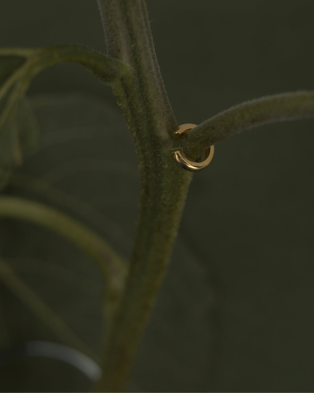 Cuff Simple 003