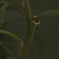 Cuff Simple 003